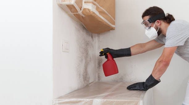 Professional Attic Mold Removal technician working in North Beach, MD